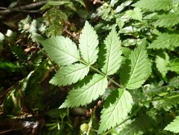 Plancia ëd Rubus rosifolius Smith