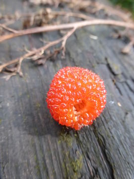 Image of West Indian raspberry