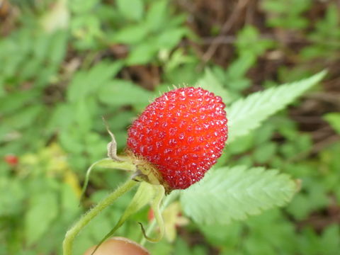 Image of West Indian raspberry