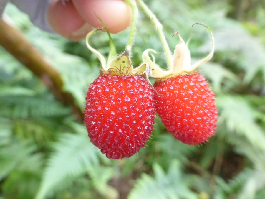 Plancia ëd Rubus rosifolius Smith