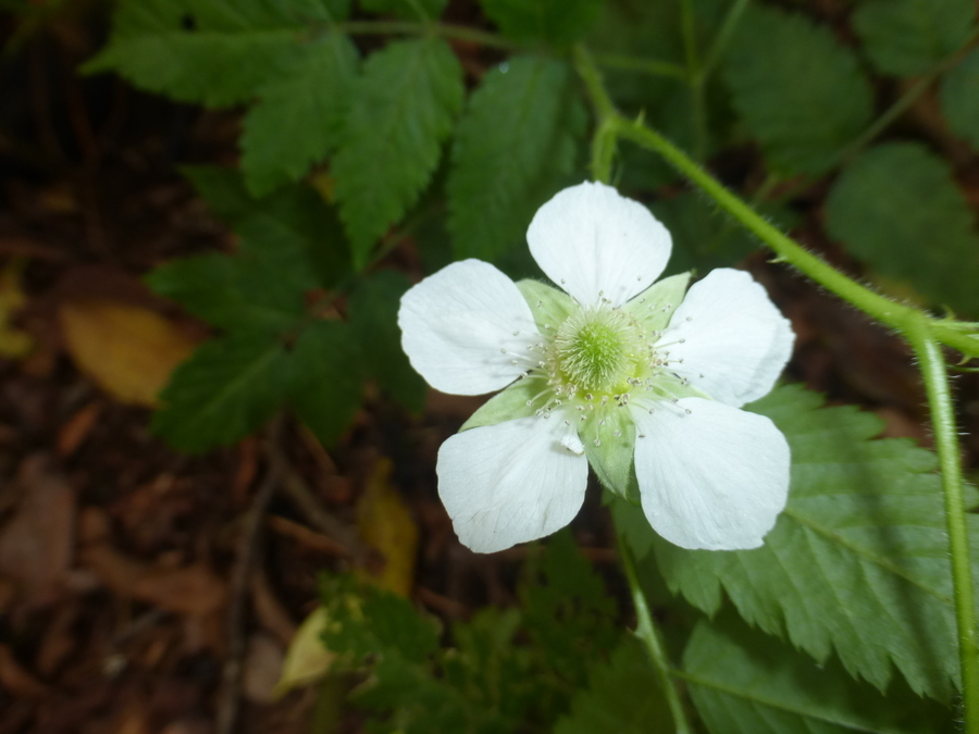 Plancia ëd Rubus rosifolius Smith