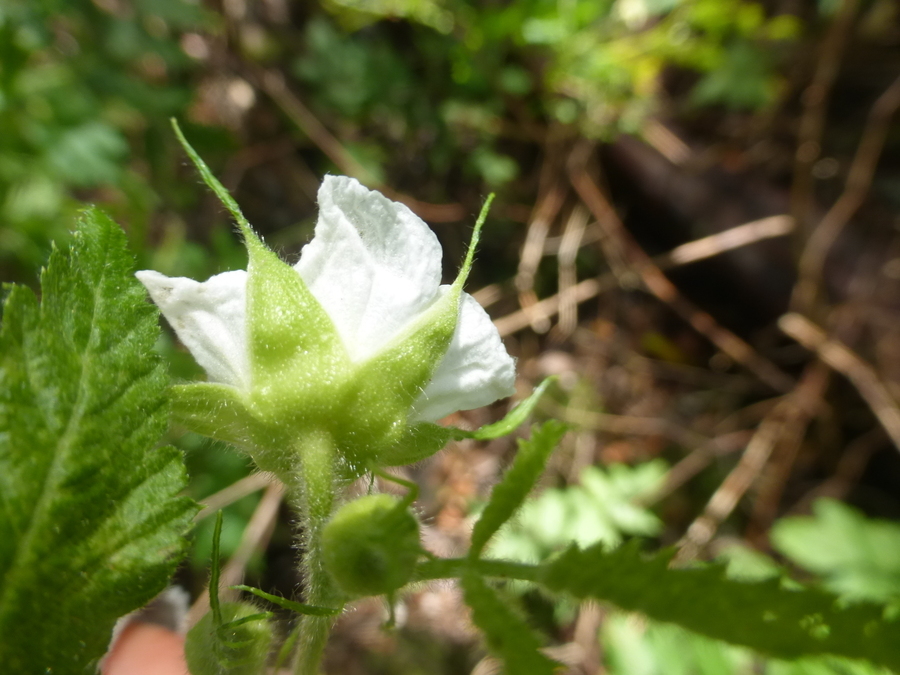 Plancia ëd Rubus rosifolius Smith