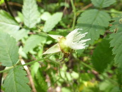 Plancia ëd Rubus rosifolius Smith