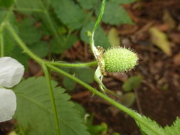 Plancia ëd Rubus rosifolius Smith