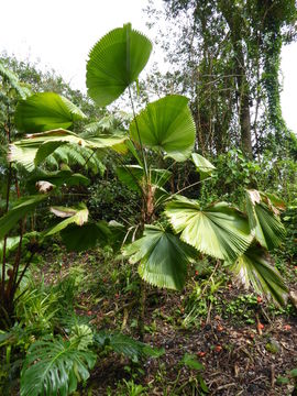 Image of Grosse Licuala Palm