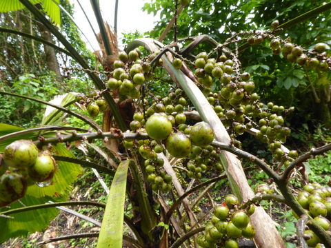 Image of Grosse Licuala Palm