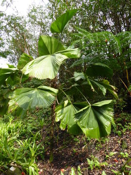 Image of Vanuatu fan palm