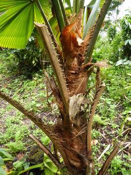 Image of Vanuatu fan palm