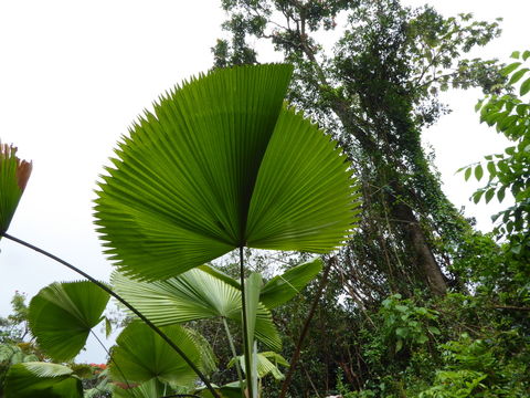 Image of Vanuatu fan palm