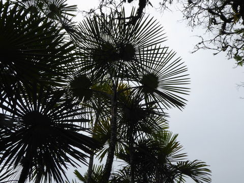 Image of Mauritiella armata (Mart.) Burret