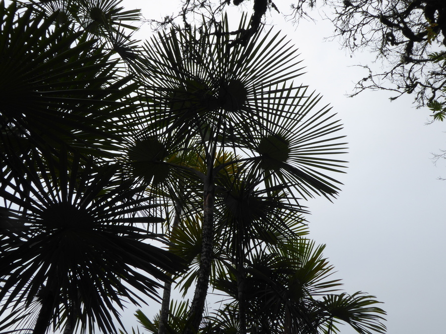 Imagem de Mauritiella armata (Mart.) Burret