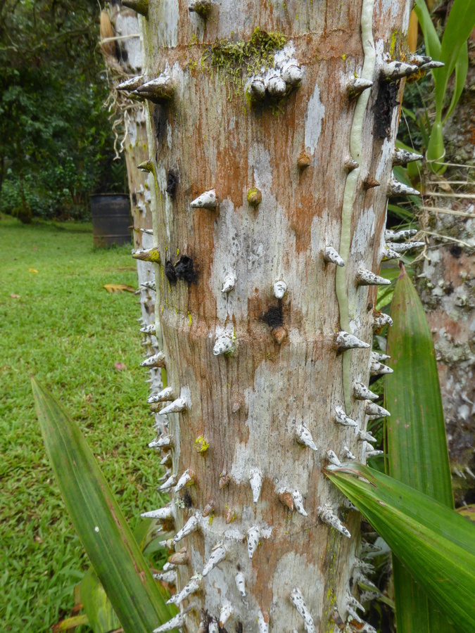 Image de Mauritiella armata (Mart.) Burret