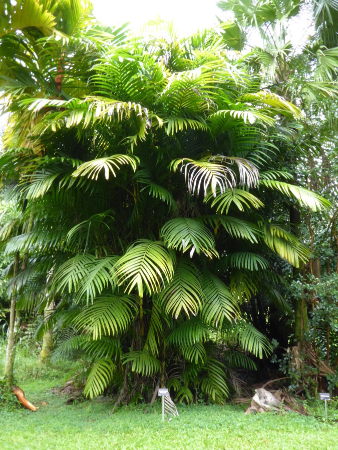 Image of Ivory cane palm
