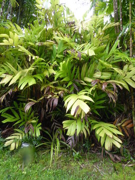 Image of Ivory cane palm