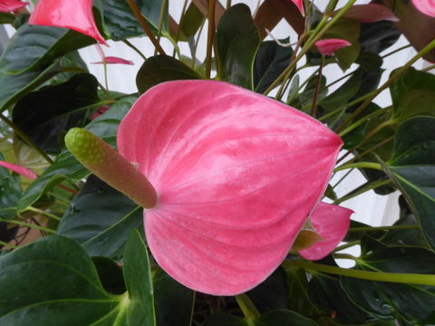 Anthurium andraeanum Linden ex André resmi