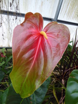 Anthurium andraeanum Linden ex André resmi