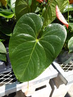 Anthurium andraeanum Linden ex André resmi