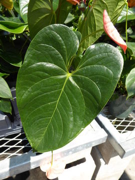 Image de Anthurium andraeanum Linden ex André