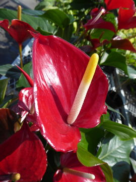 Anthurium andraeanum Linden ex André resmi