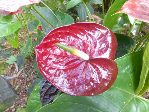 Anthurium andraeanum Linden ex André resmi