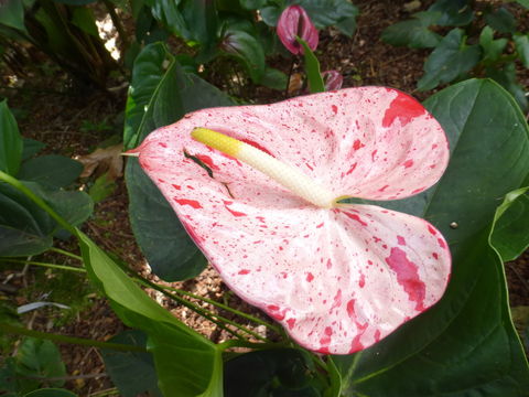 Anthurium andraeanum Linden ex André resmi