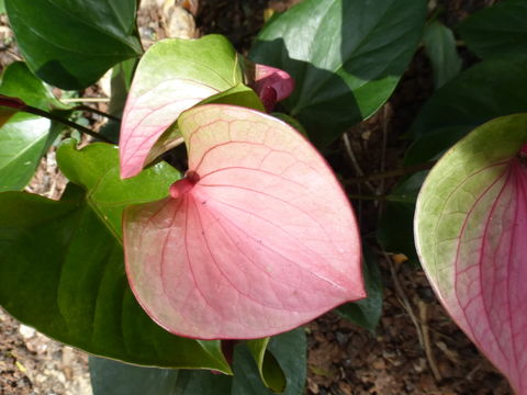 Image of flamingo-lily