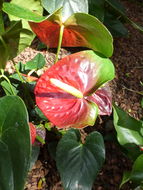 Image of flamingo-lily