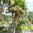 Image of Fiji fan palm