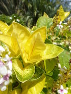 Image of false eranthemum