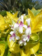 Image de Pseuderanthemum carruthersii (Seem.) Guill.