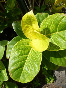 Pseuderanthemum carruthersii (Seem.) Guill. resmi