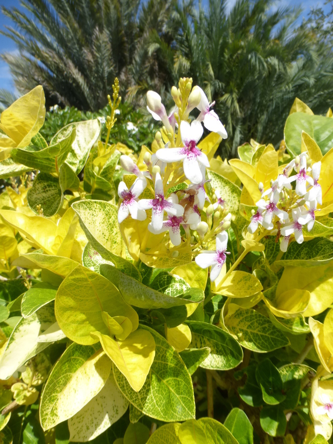 Pseuderanthemum carruthersii (Seem.) Guill. resmi