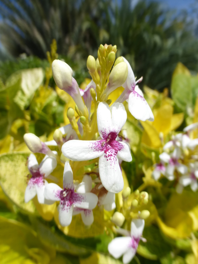 Image of false eranthemum