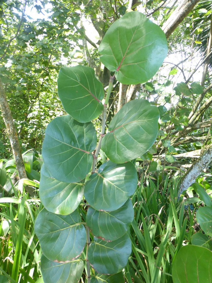 Coccoloba uvifera (L.) L. resmi