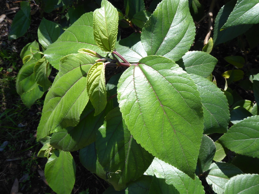 Pipturus albidus (Hook. & Arn.) Gray ex H. Mann的圖片