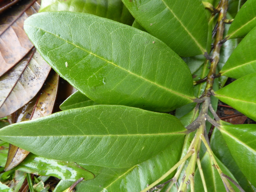 Image of Allspice