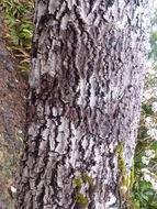 Слика од Paulownia tomentosa (Thunb.) Steud.