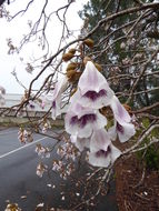 Слика од Paulownia tomentosa (Thunb.) Steud.