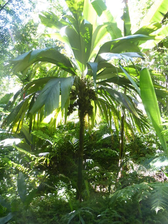 Image of Marquesas palm