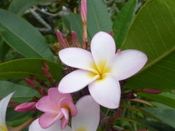 Слика од Plumeria rubra L.