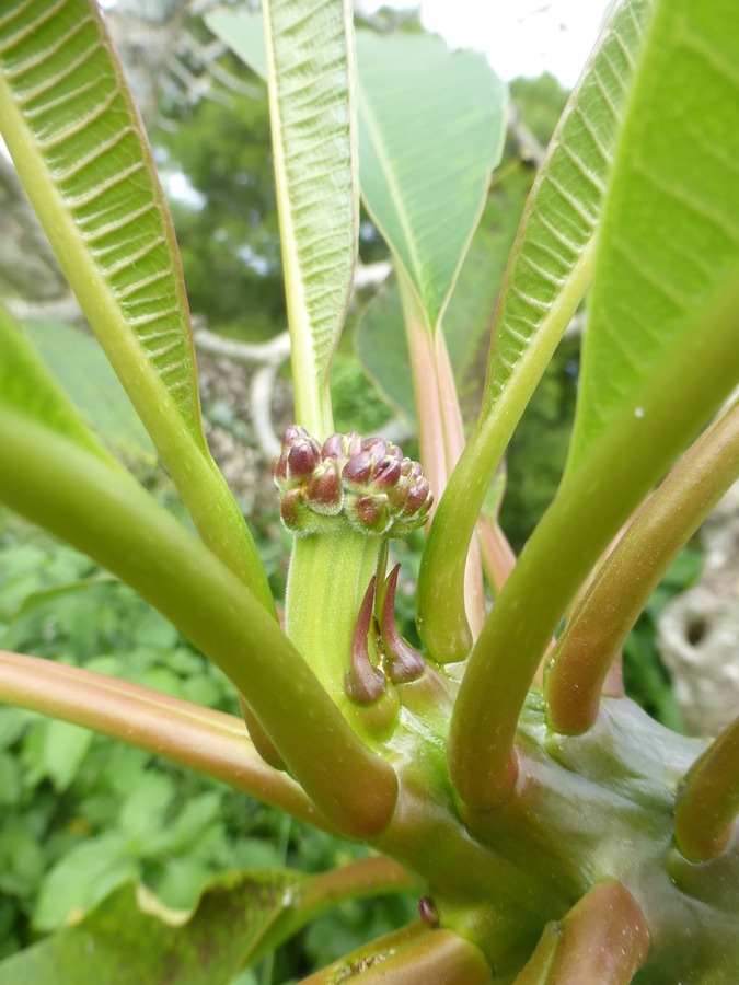 Слика од Plumeria rubra L.