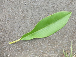 Image of templetree