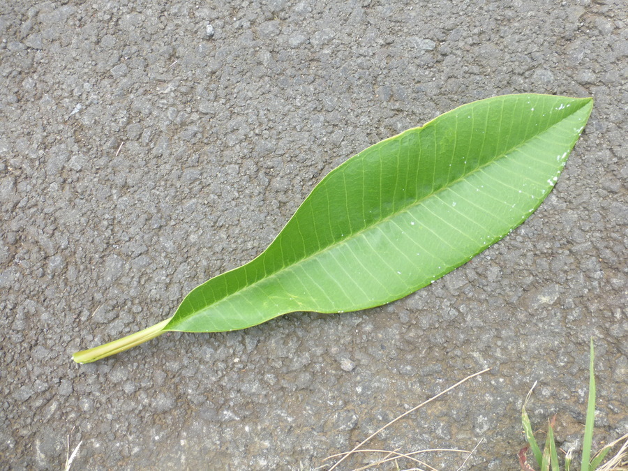 Слика од Plumeria rubra L.