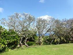 Image of templetree