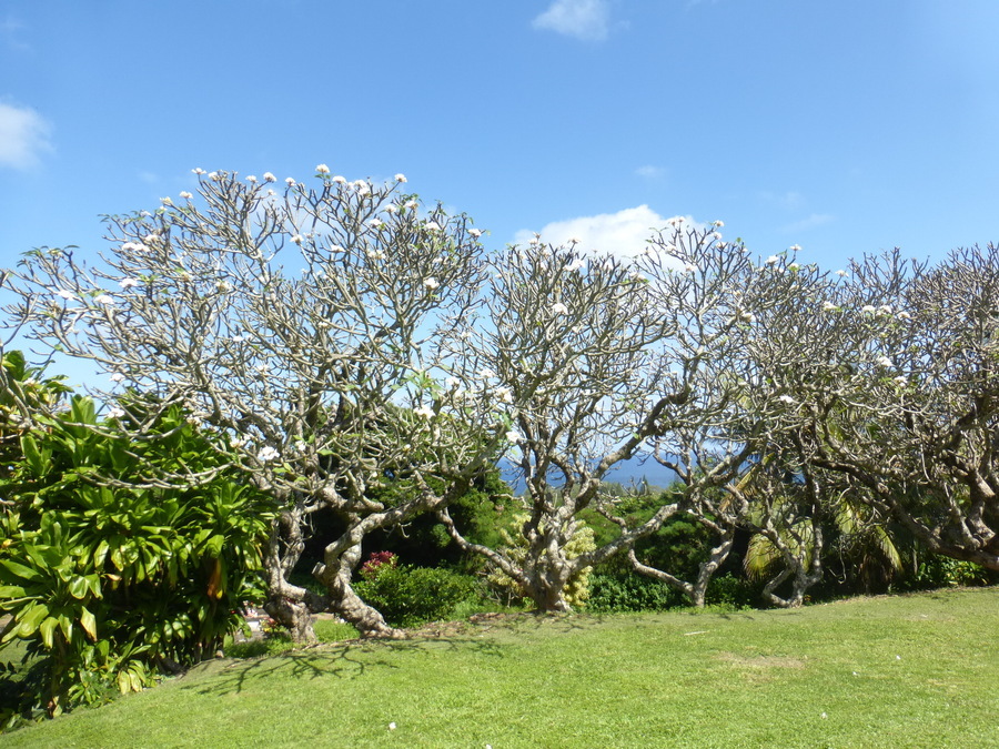 Слика од Plumeria rubra L.