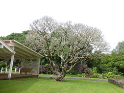 Слика од Plumeria rubra L.