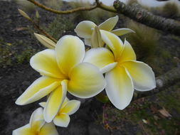 Слика од Plumeria rubra L.