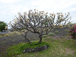 Image of templetree