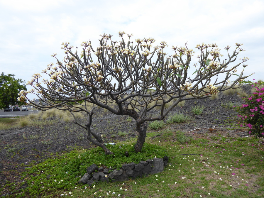 Слика од Plumeria rubra L.