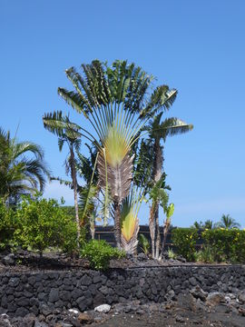 Image de Arbre du voyageur